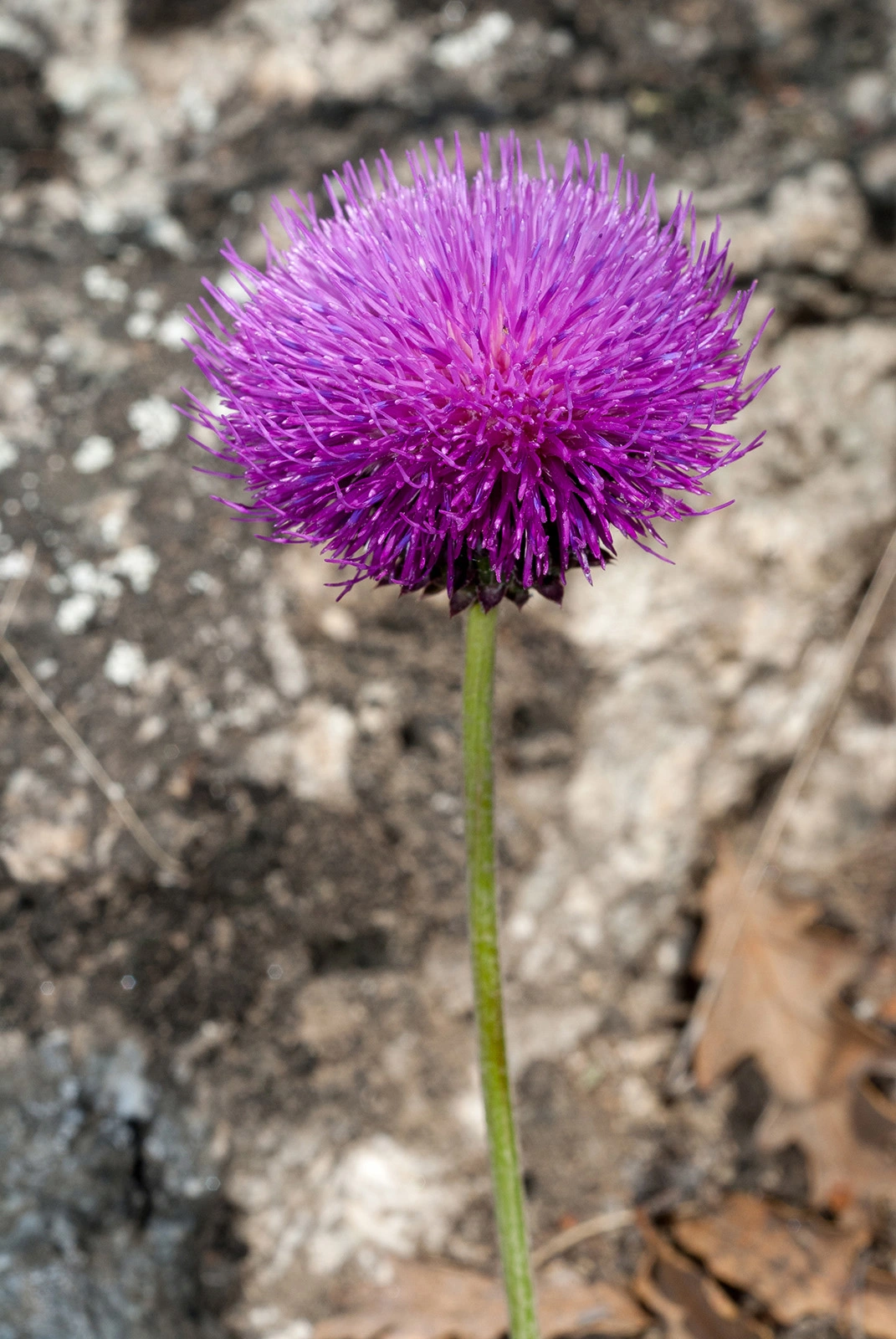 Photo Maurizio Broglio - Carduus nutans subsp. platylepis